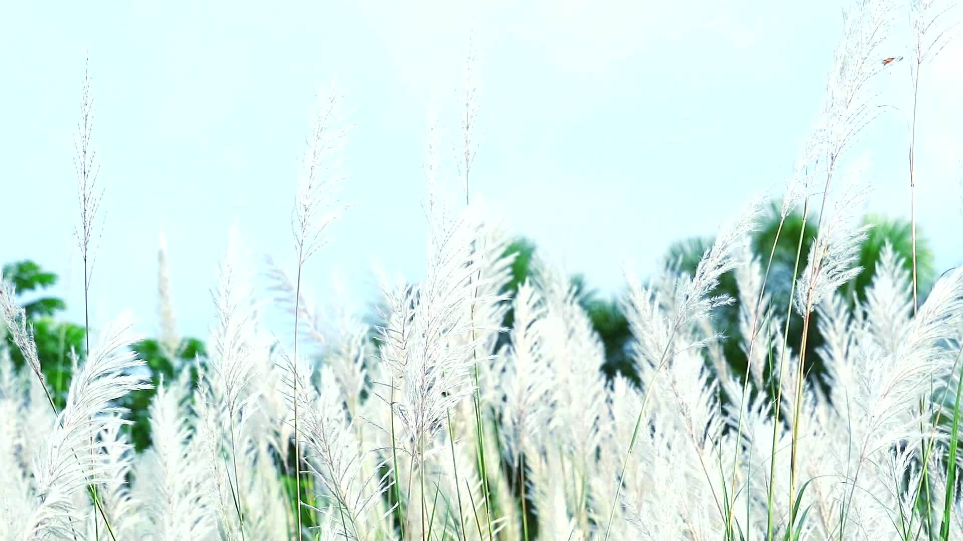 Saccharumspontaneum棕草花在田野和蓝天中起舞视频的预览图