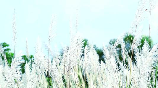 Saccharumspontaneum棕草花在田野和蓝天中起舞视频的预览图