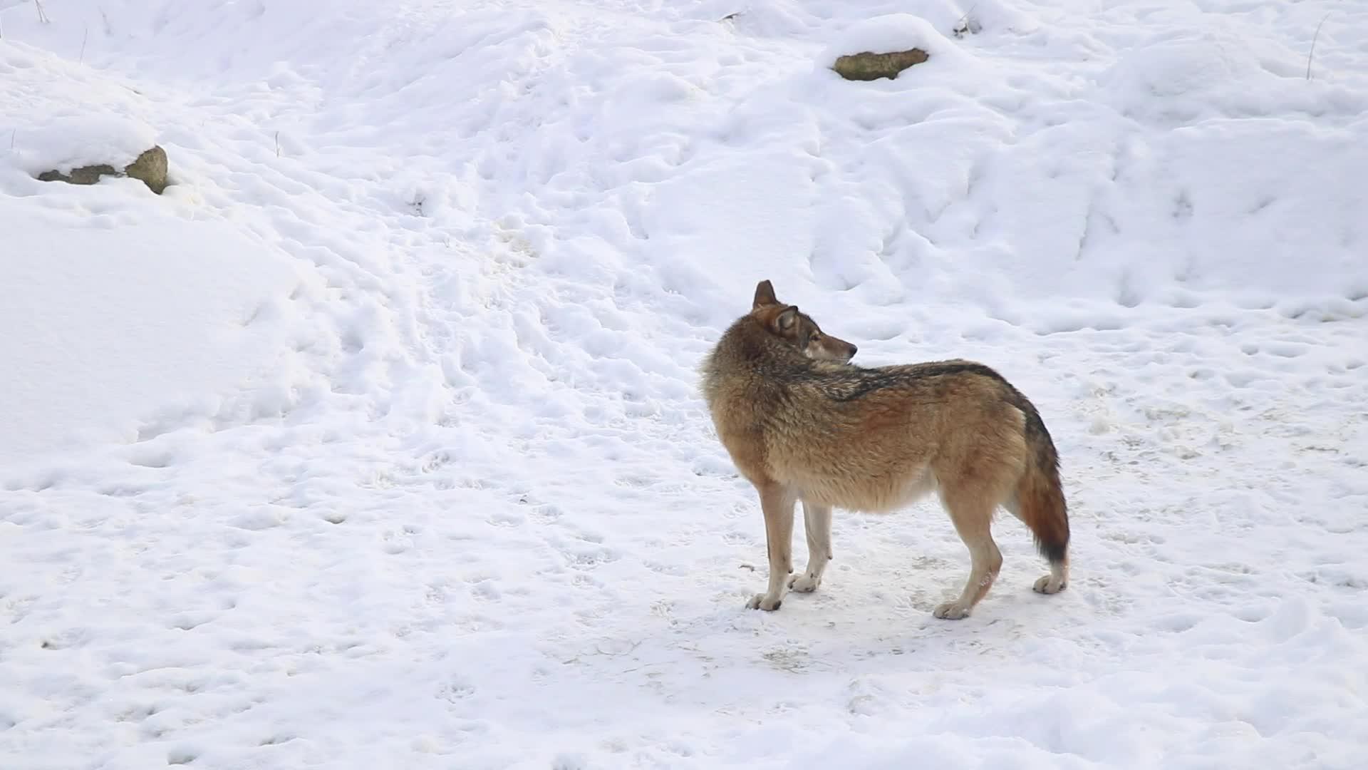 冬天的成年狼被困住了闻到雪了视频的预览图