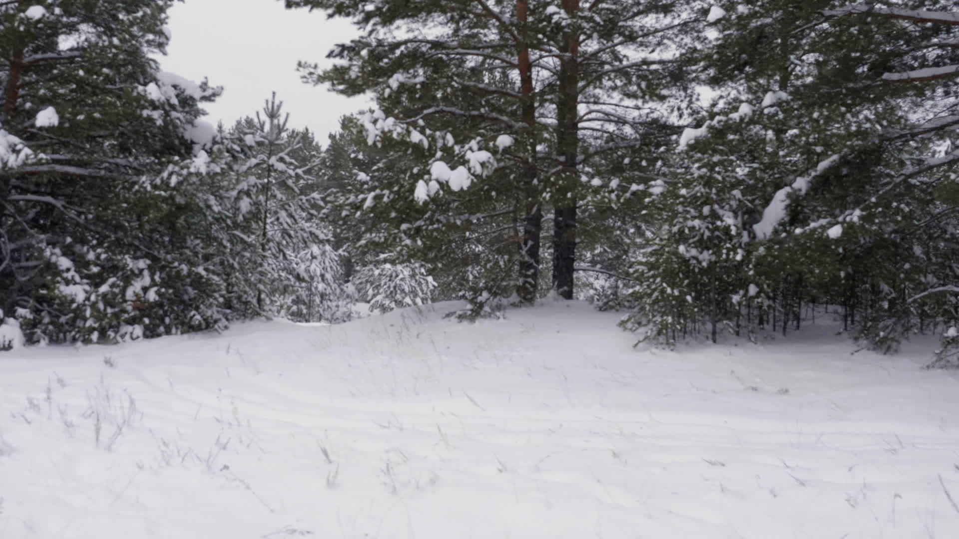 冬季雪林视频的预览图
