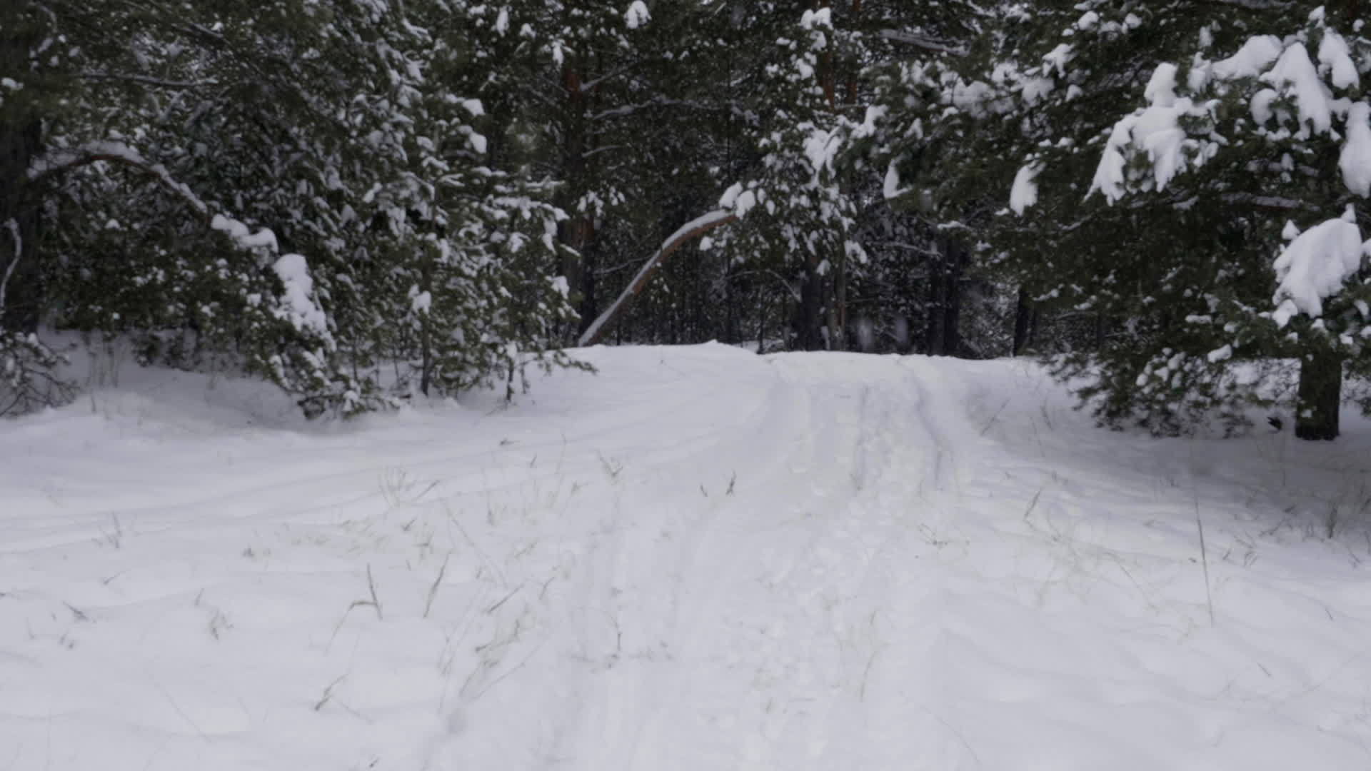 寒冷的天气洞察寒冷森林中的冬季降雪视频的预览图