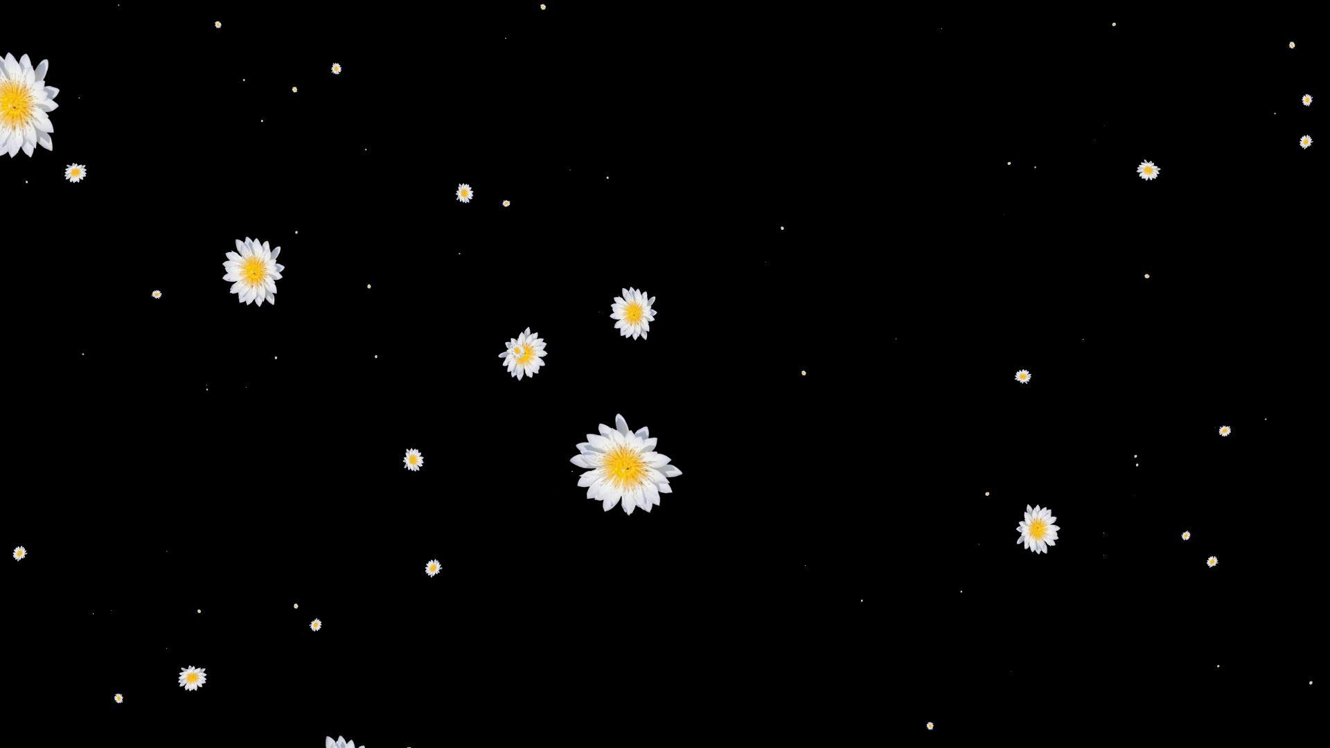 粒子花带通视频的预览图