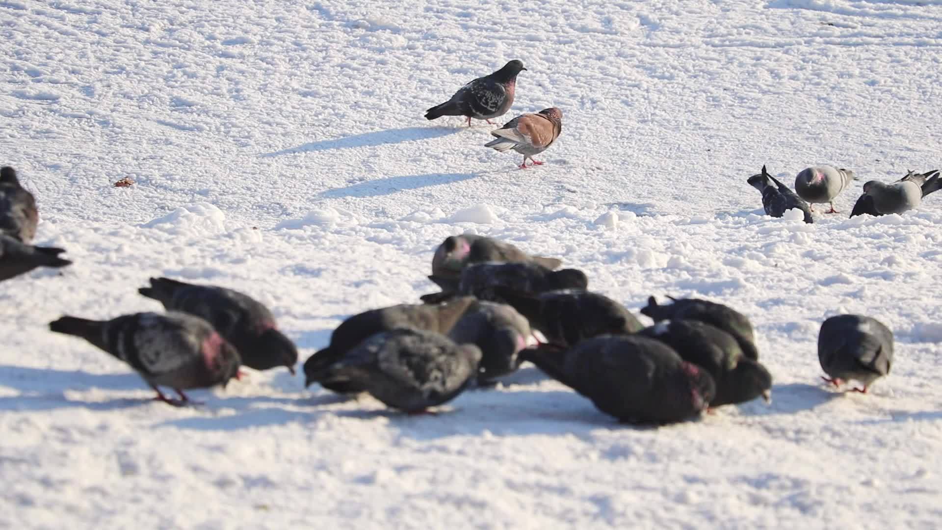 鸽子在雪地里行走吃它们的食物视频的预览图