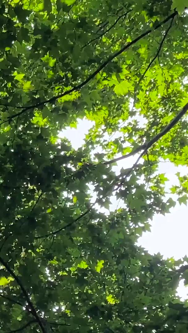 实拍夏日阳光穿过森林天然氧吧森林视频的预览图
