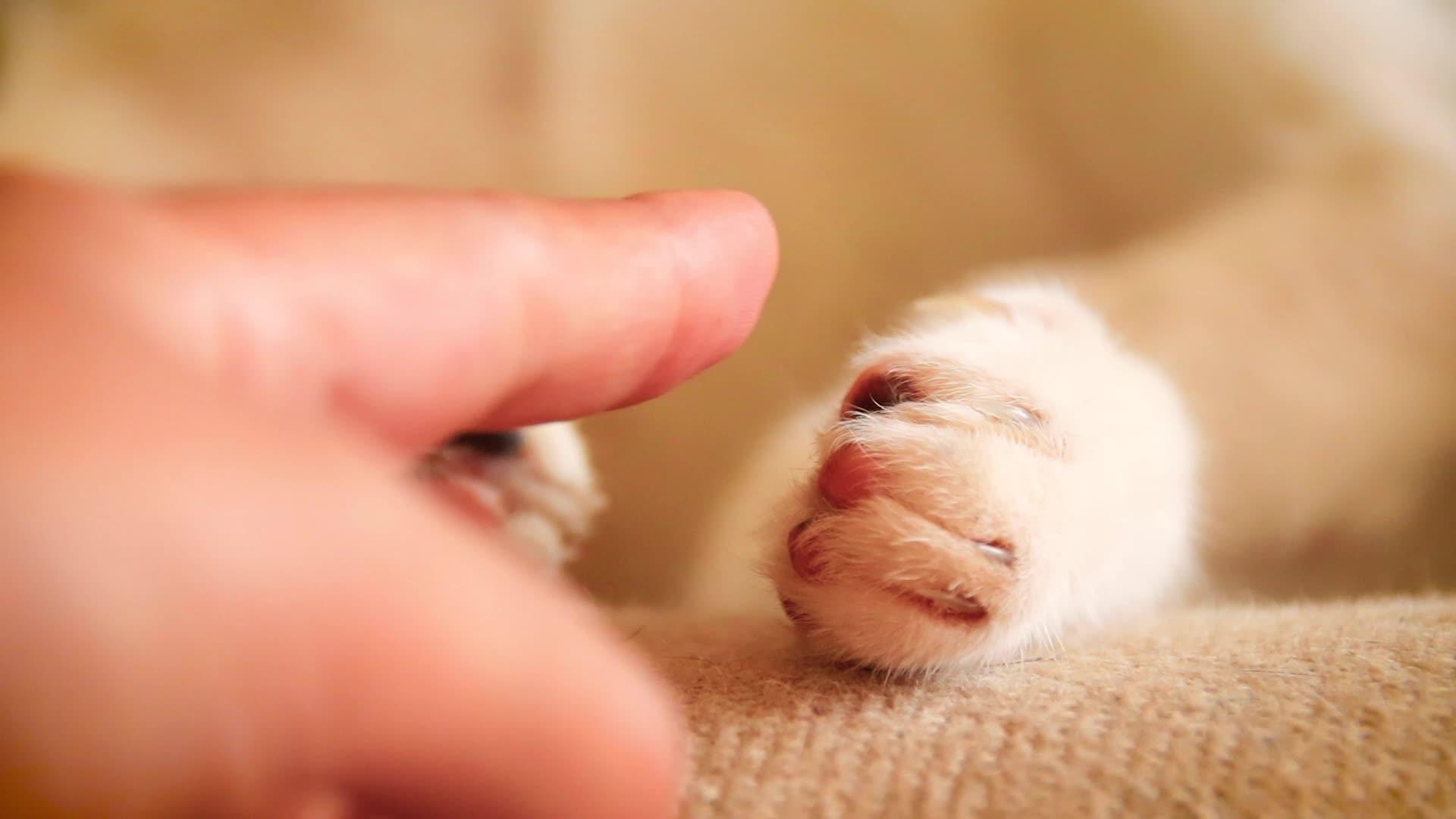 宠物主人轻轻地抚摸着熟睡的猫爪视频的预览图