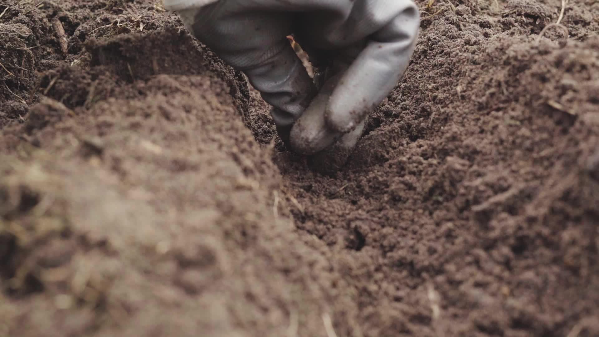 用手套在地上种植冬洋葱的过程视频的预览图
