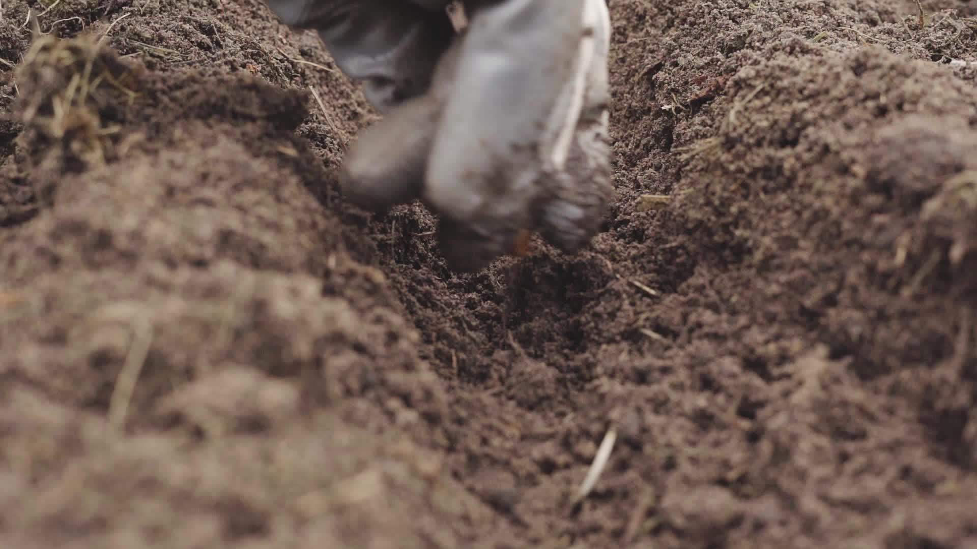 使用手套在地上种植冬洋葱的过程并使用手套视频的预览图