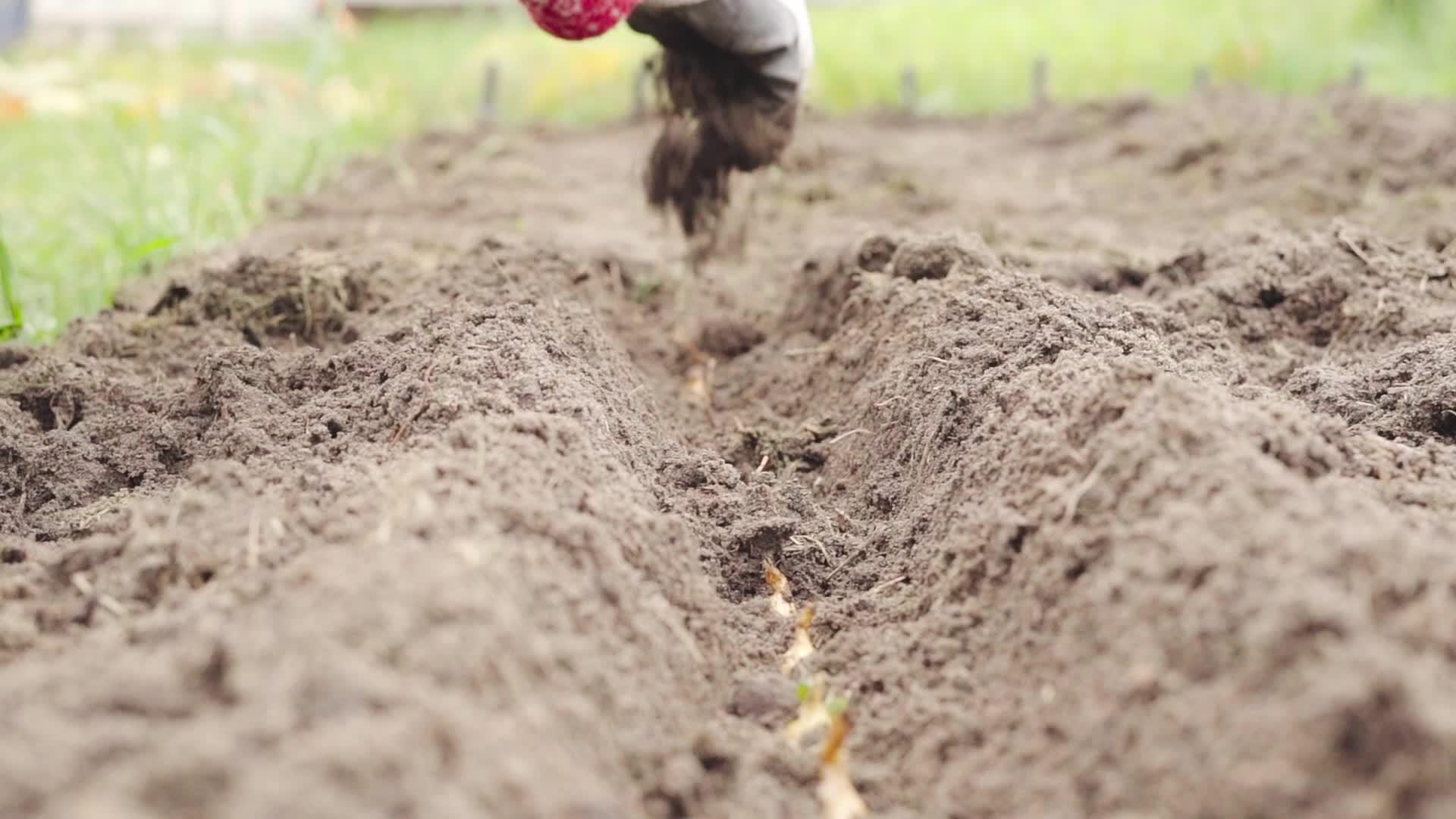 种植冬洋葱的过程视频的预览图