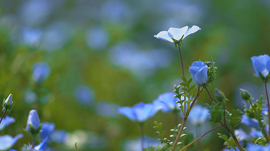 4k路边蓝色花田喜林草的花卉视频的预览图