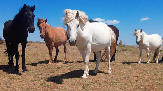 4k拍摄草原上蓝天下悠闲吃草成群的马匹视频的预览图