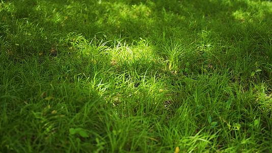 夏日阳光下的草原绿植空镜头4k视频的预览图
