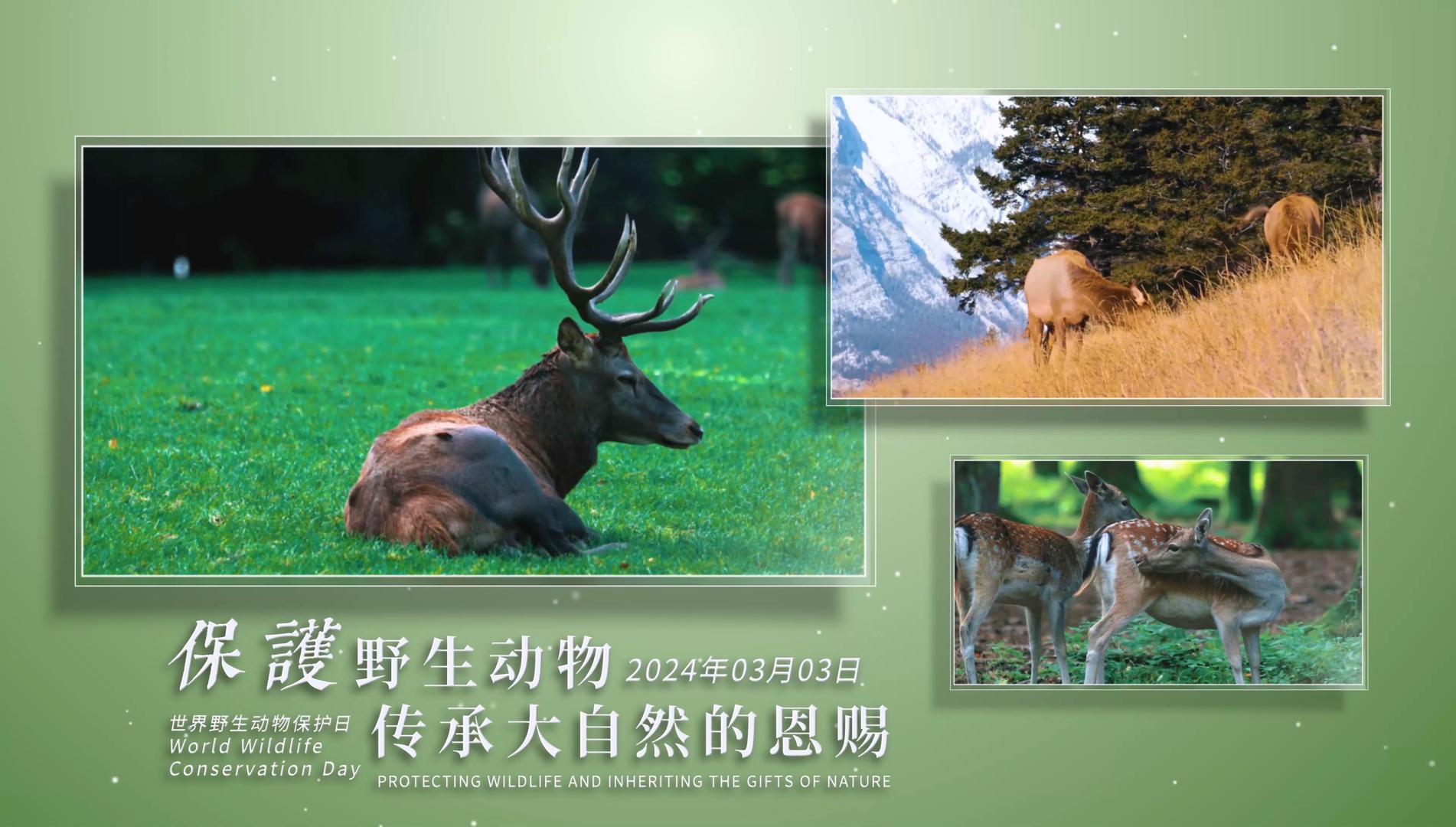 世界野生动物保护日图文宣传视频的预览图