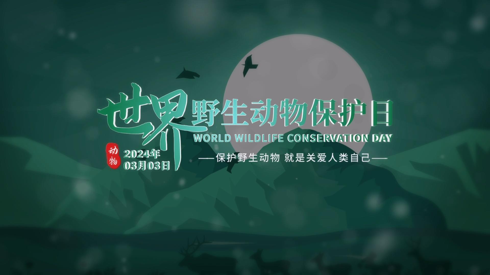 世界野生动物保护日片头AE模板视频的预览图