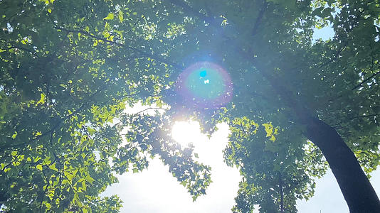 4K实拍夏日阳光穿过树林视频的预览图