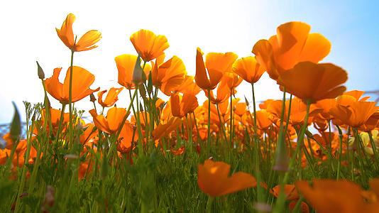 春风吹拂金色的花朵视频的预览图