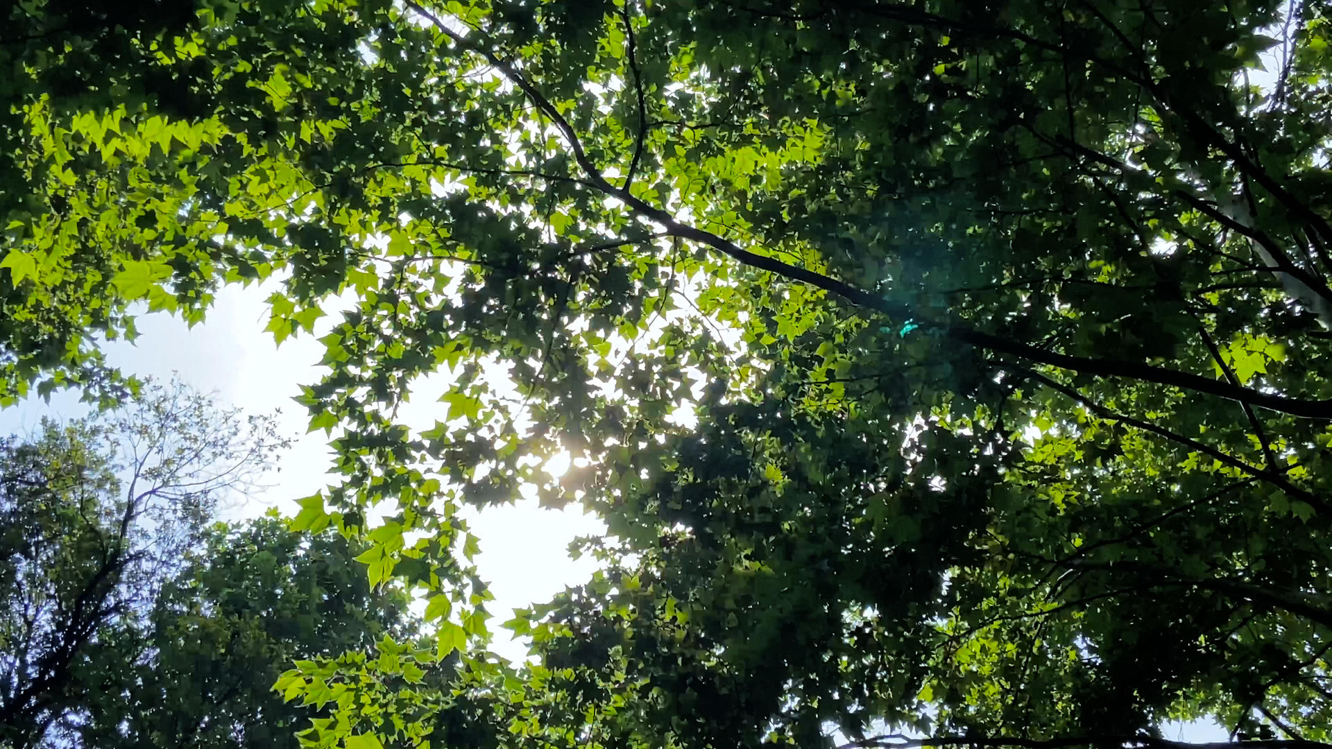 4K实拍夏日阳光穿过树林天然氧吧森林视频的预览图