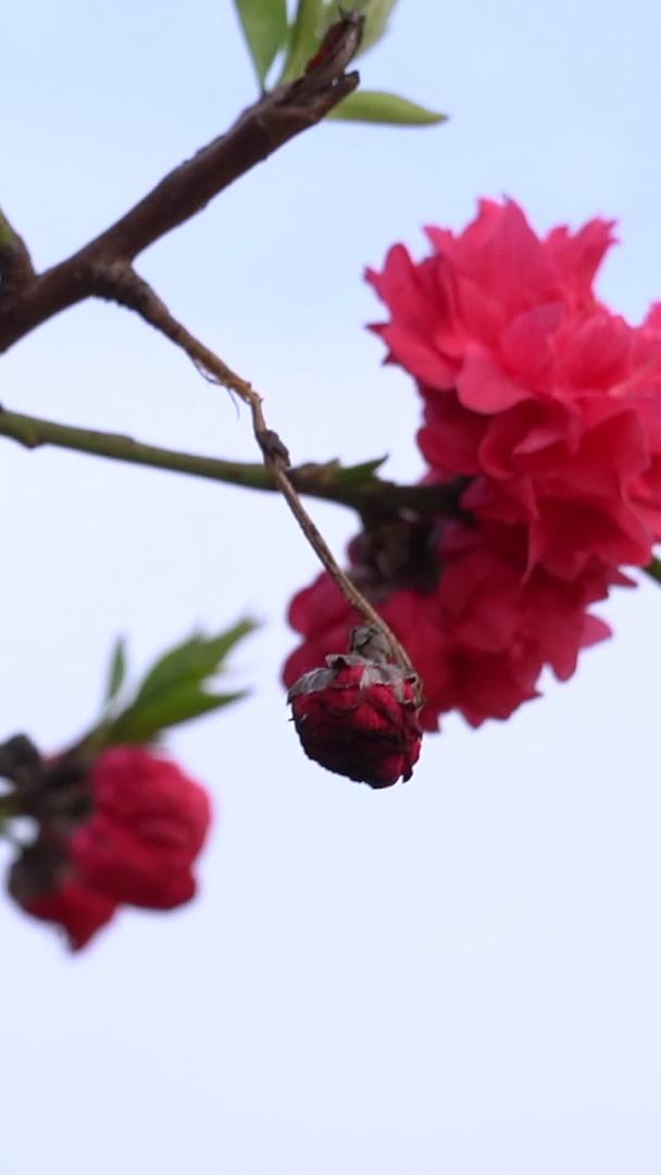 桃花在春天盛开视频的预览图