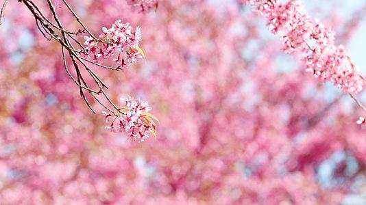 4K实拍春季娇艳盛开的樱花特写风景视频视频的预览图