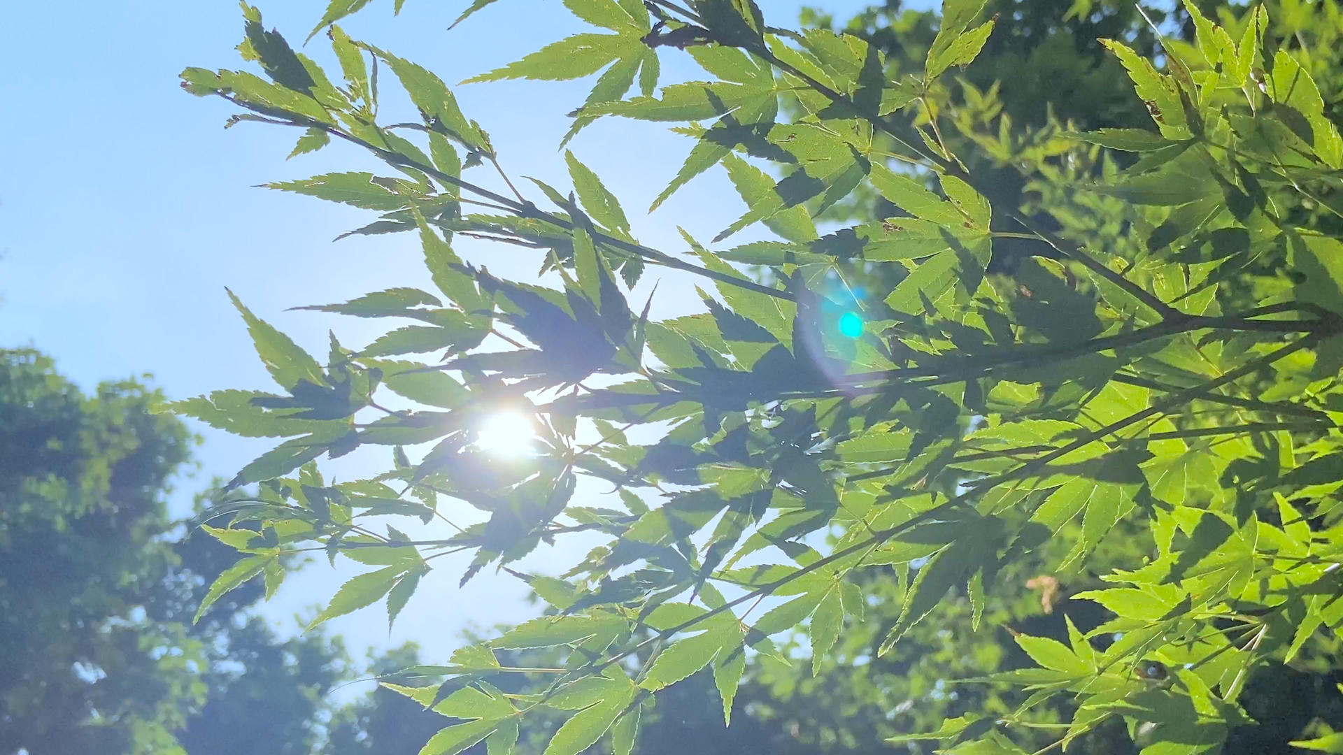 4K实拍正午阳光穿过枫叶唯美空镜视频的预览图