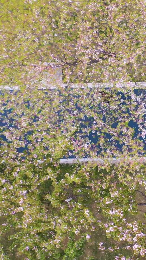 武汉春季樱花季樱花树下航拍视频的预览图