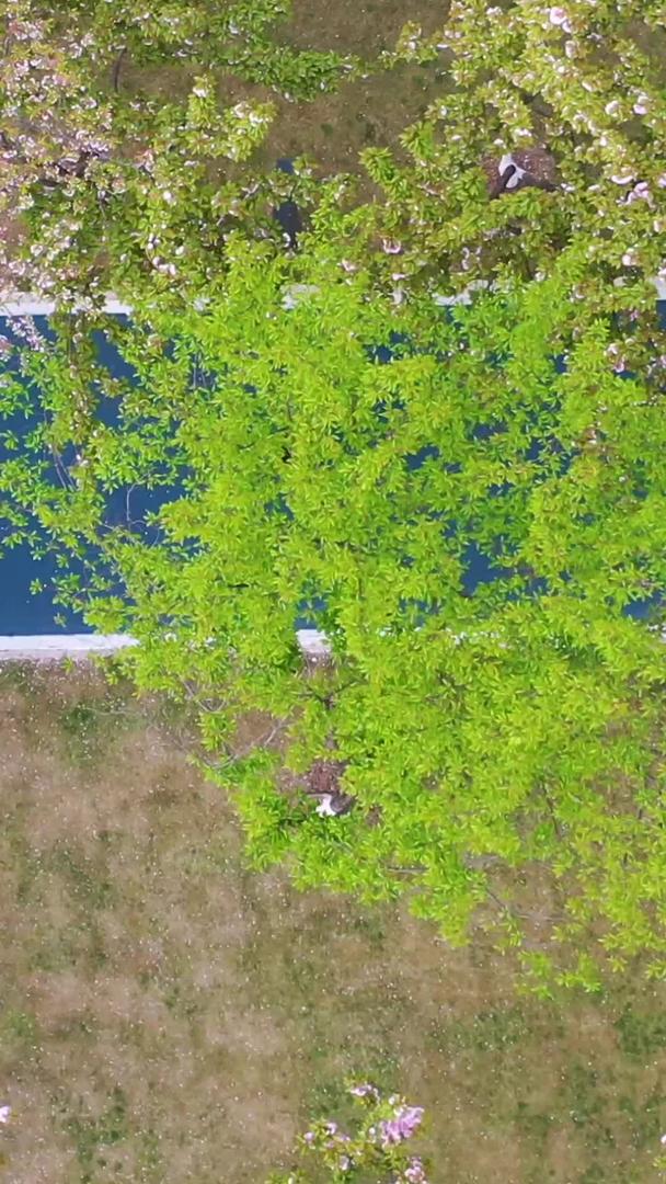 武汉春季樱花季樱花树下航拍视频的预览图