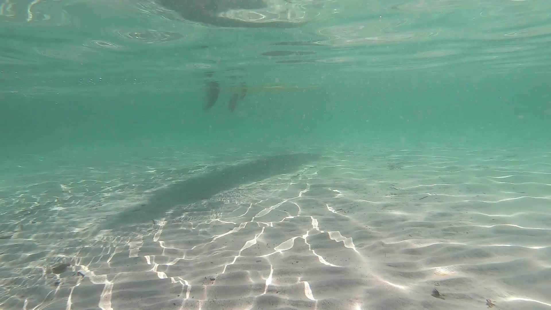 水下拍摄的白色桨板的慢动作视频的预览图