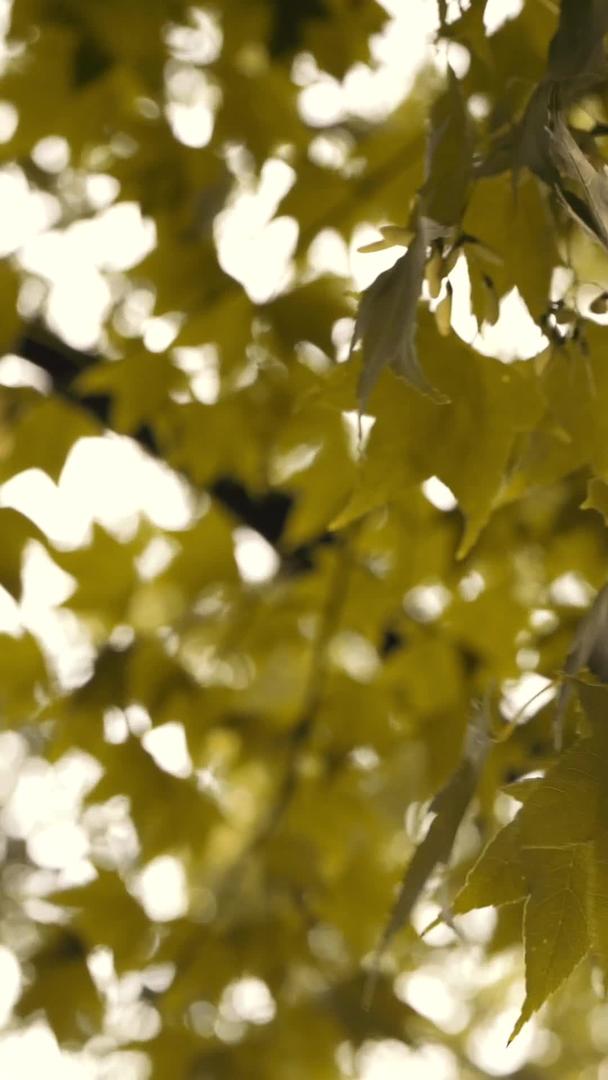 黄枫叶的特写被风吹动视频的预览图