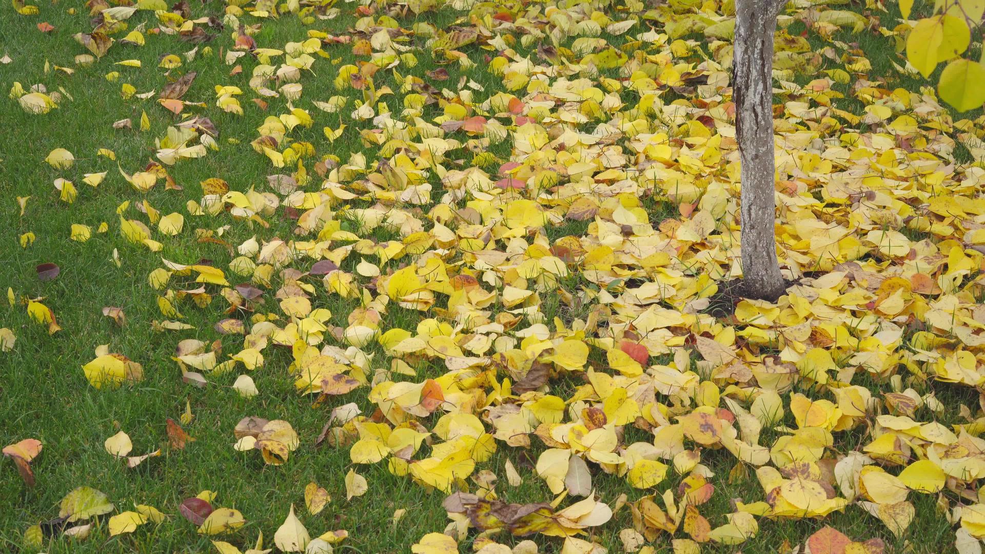 秋天从草坪上爬出来黄叶落下视频的预览图
