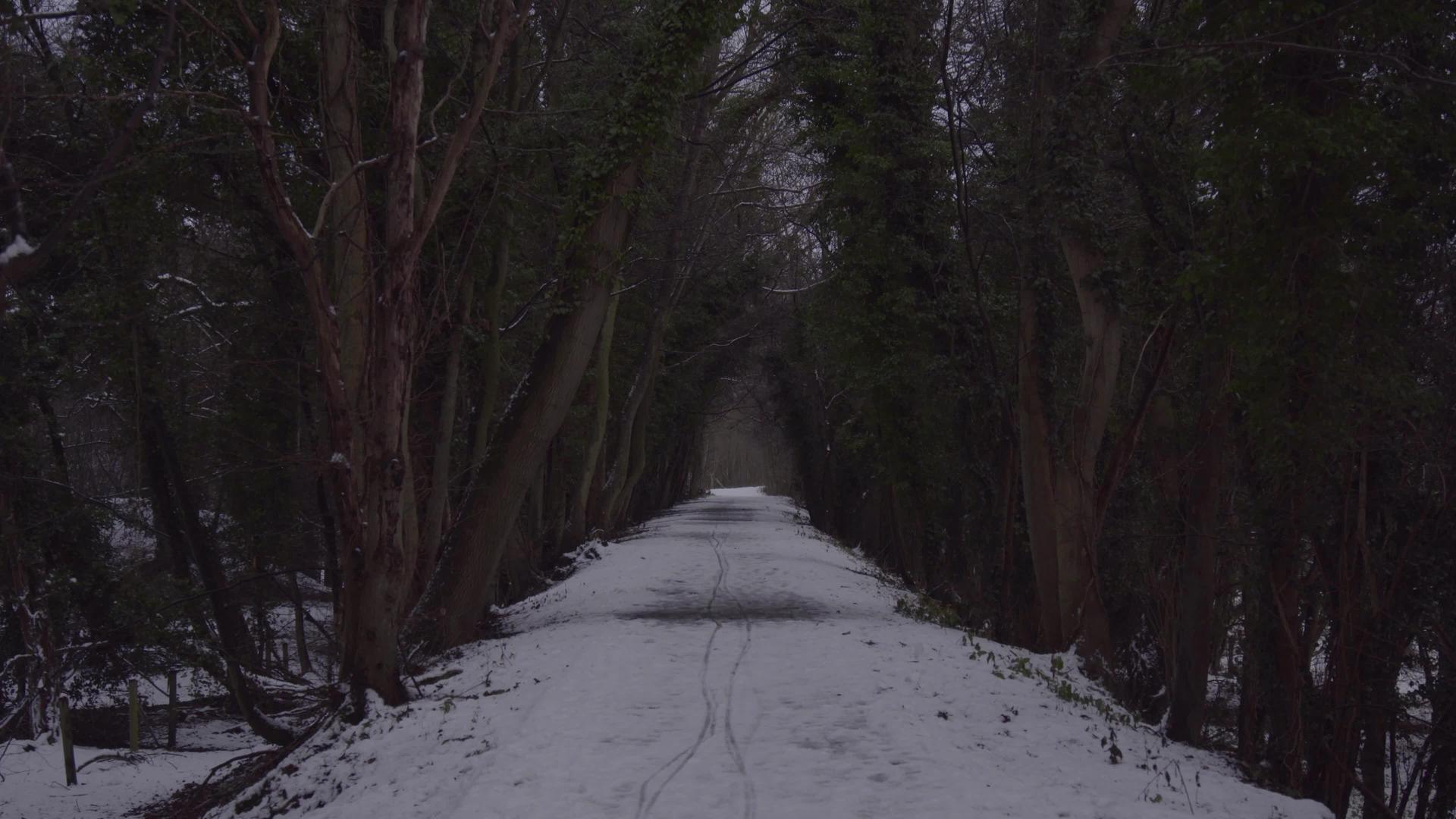 冬天美丽的林地正在下雪视频的预览图