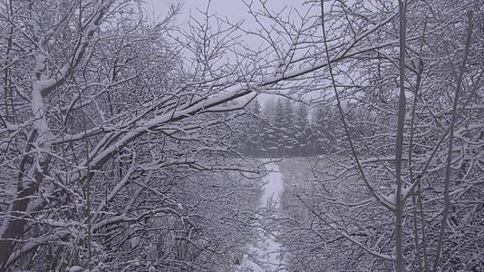 冬天在美丽的林地下雪视频的预览图