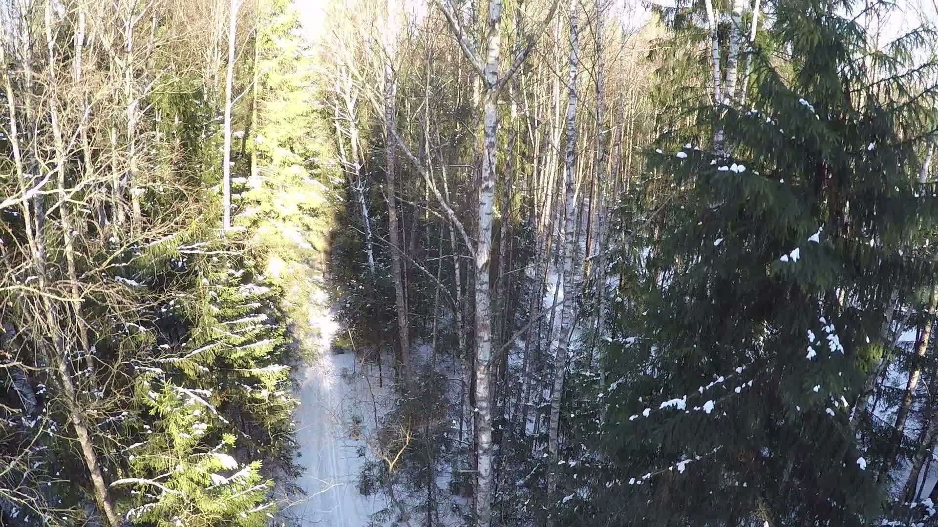 冬季森林的空中飞行场景视频的预览图