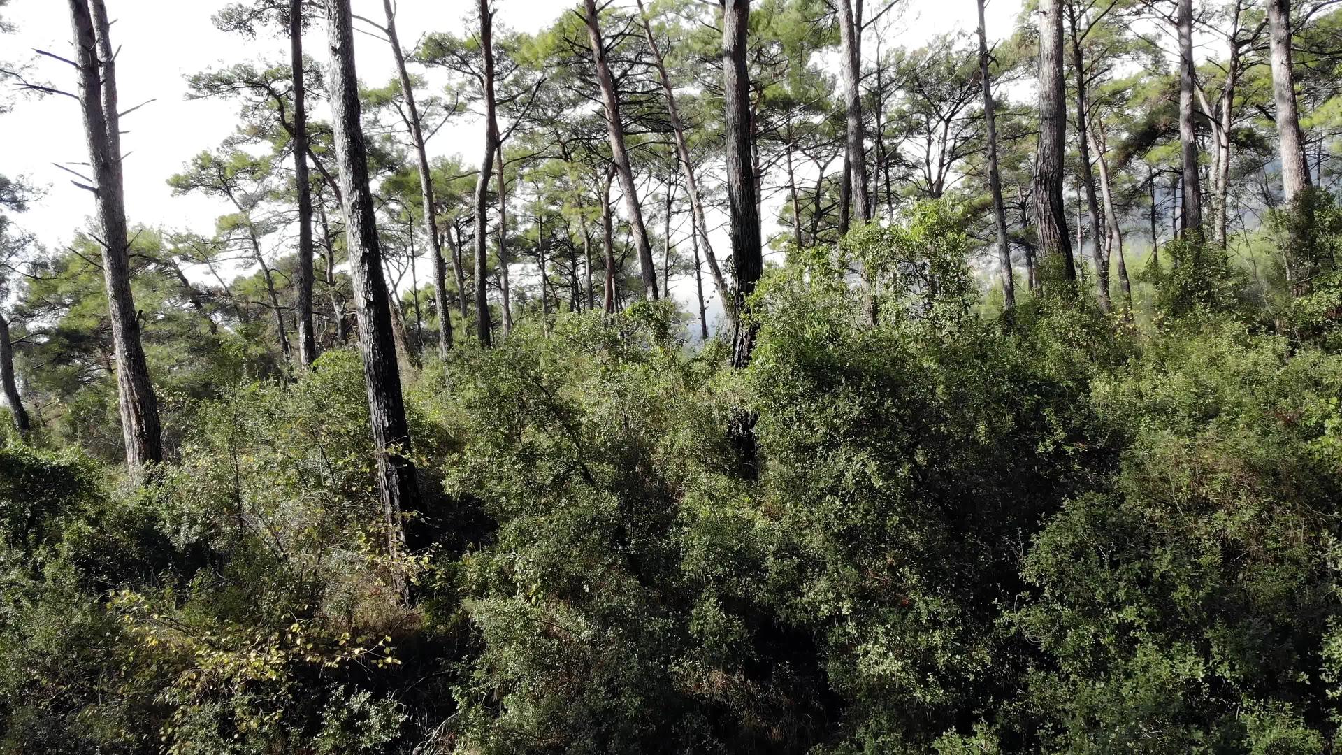 秋末爱琴海松林视频的预览图