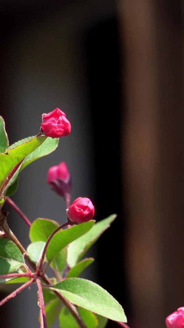 春天自然风光海棠花集视频视频的预览图