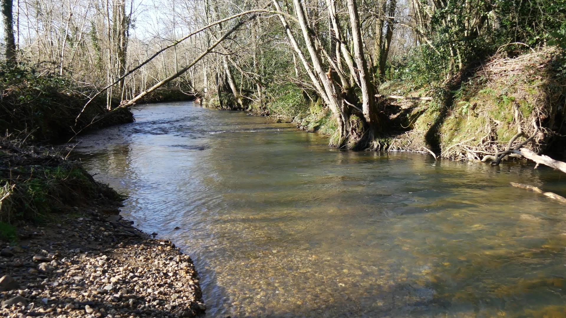 凉爽的河流在树木之间在冬天视频的预览图