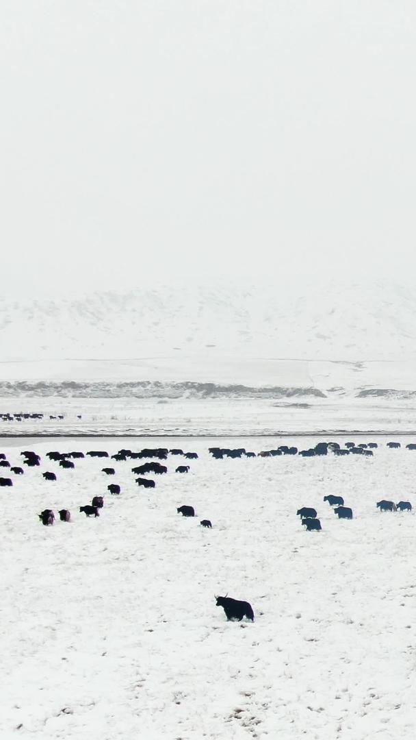 雪中草原上的牦牛群视频的预览图