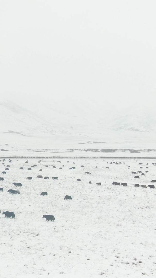 雪中草原上的牦牛群视频的预览图