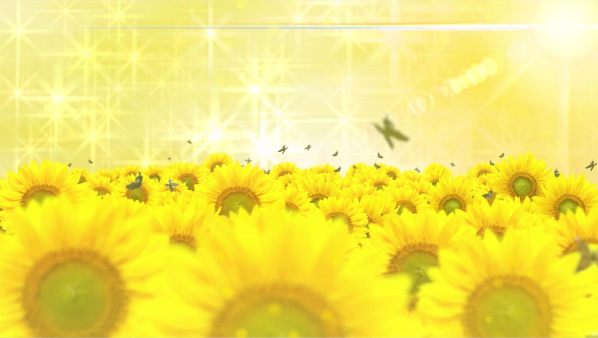 向日葵背景视频视频的预览图