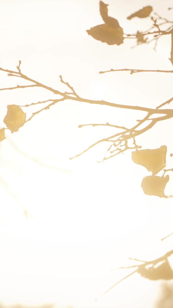秋日逆光夕阳下枯黄落叶的树枝视频的预览图