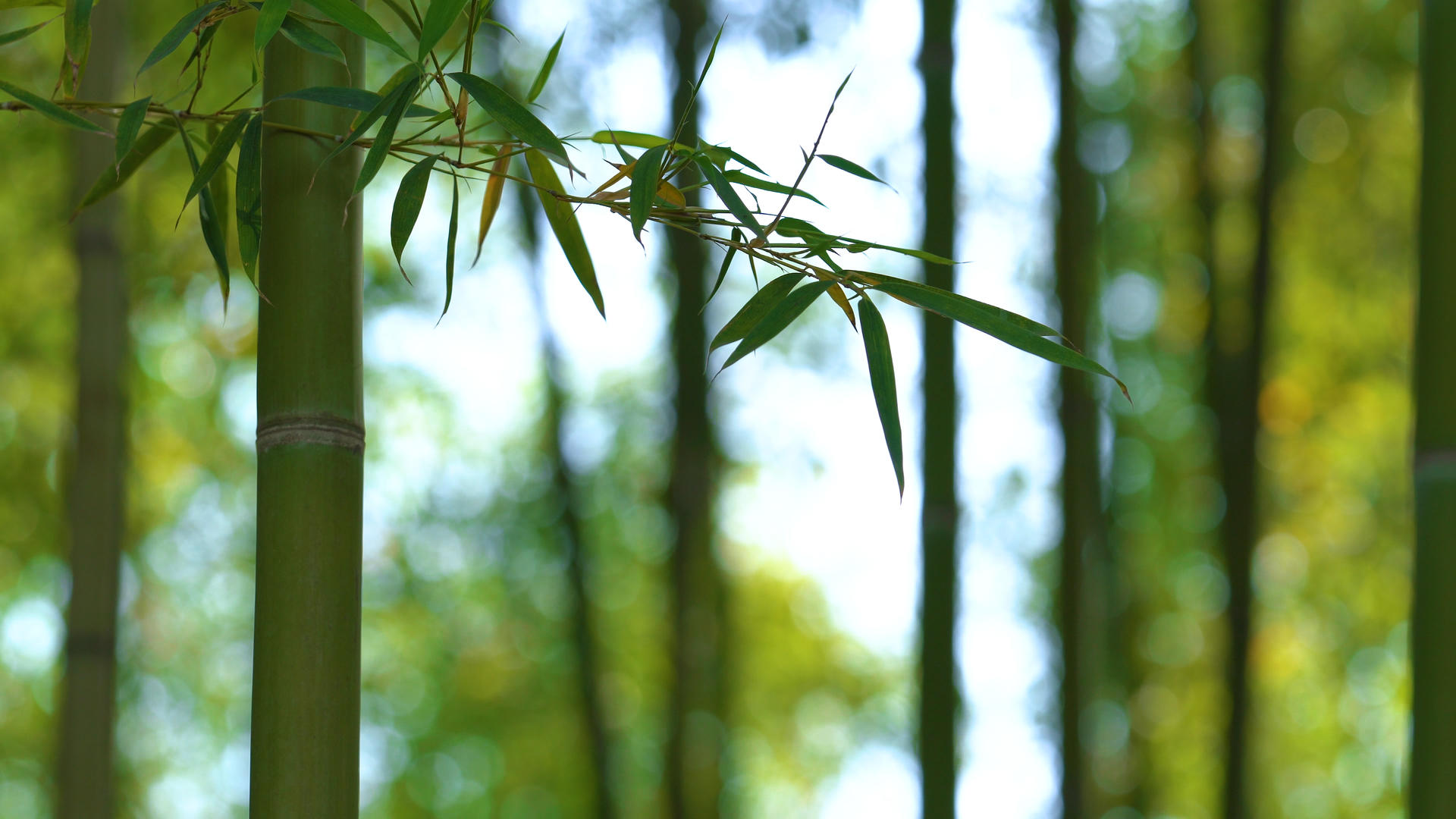 4k春季竹林竹子视频的预览图