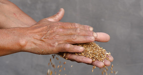 4K手捧小麦丰收农民手捧小麦麦子庄稼视频的预览图