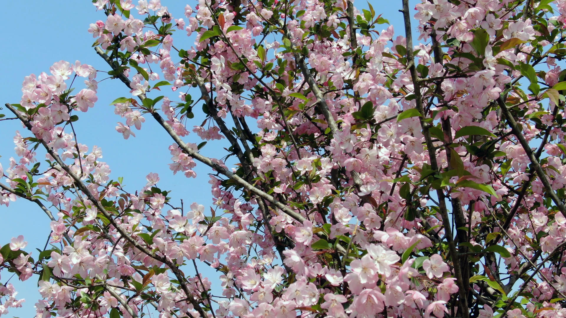樱花移动镜头4K视频的预览图