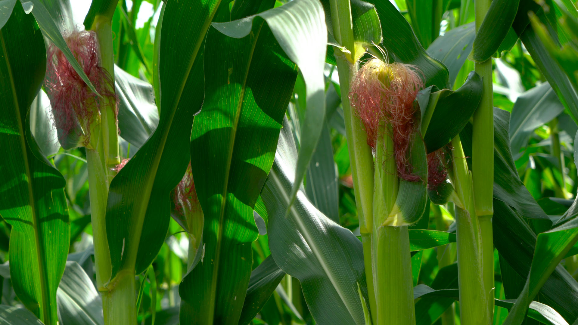 玉米穗玉米秸秆合集4K视频的预览图
