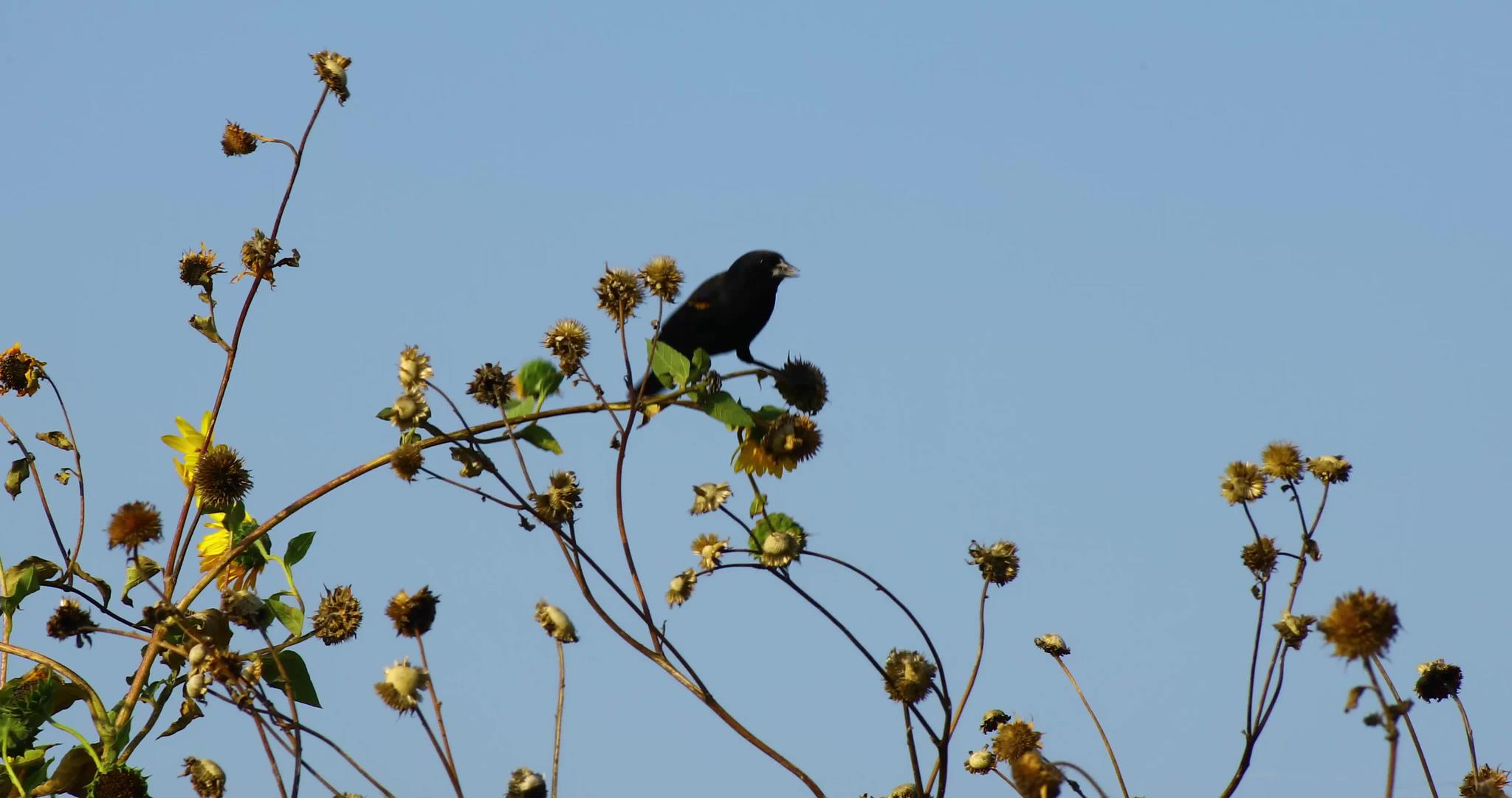 红翼黑鸟以向日葵种子为食视频的预览图