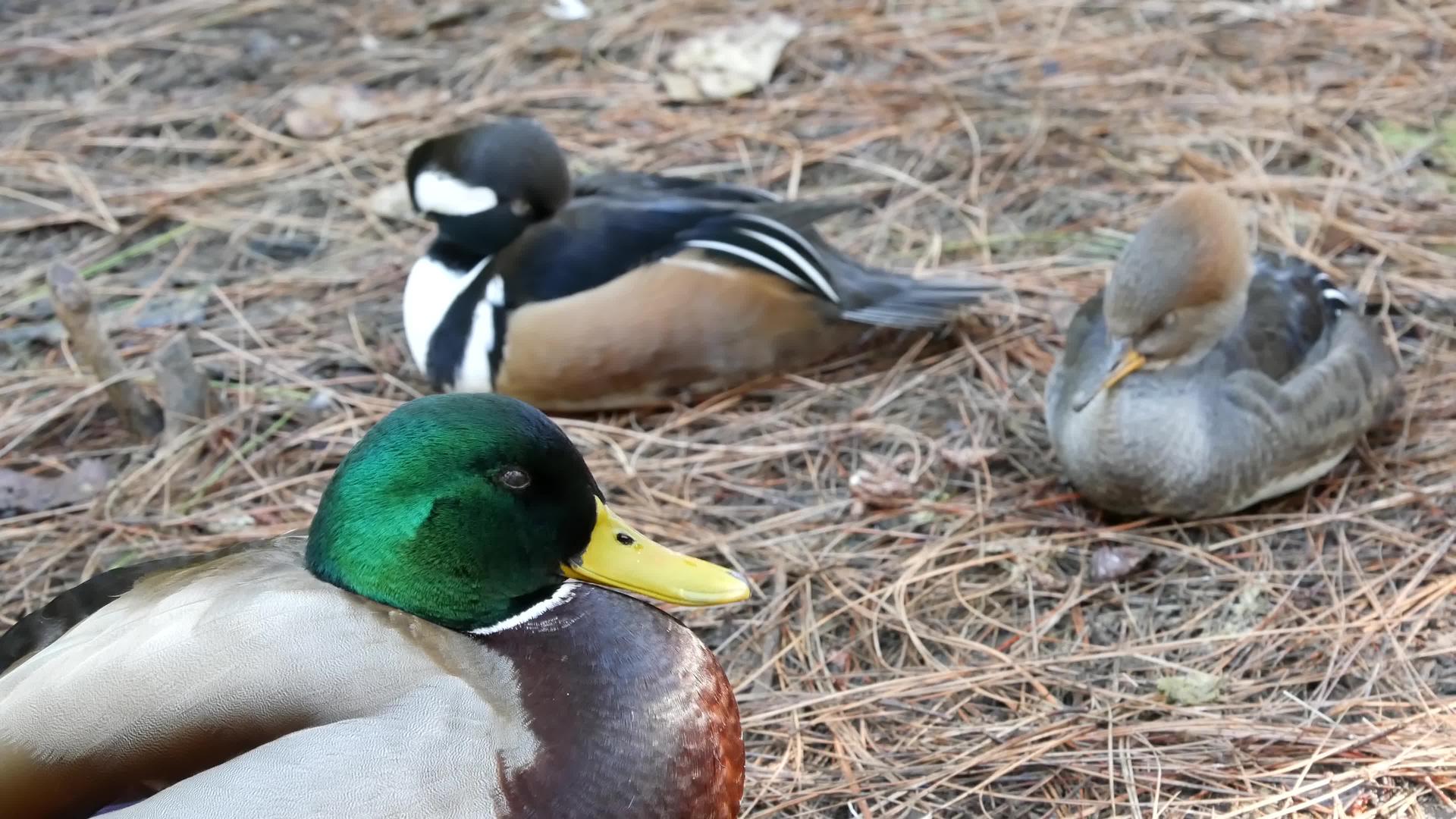 五颜六色的野鸭涉足自然栖息地的鸭子视频的预览图