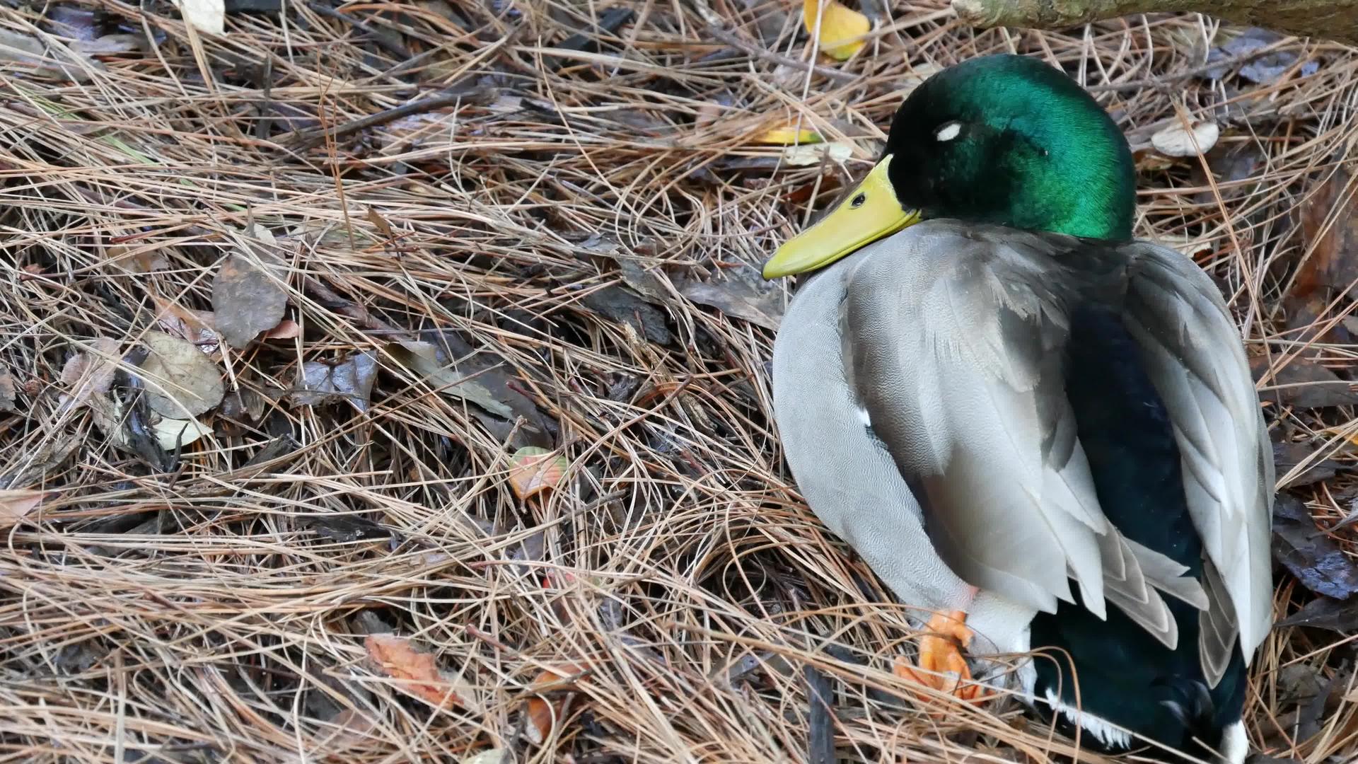 自然栖息地的野鸭视频的预览图