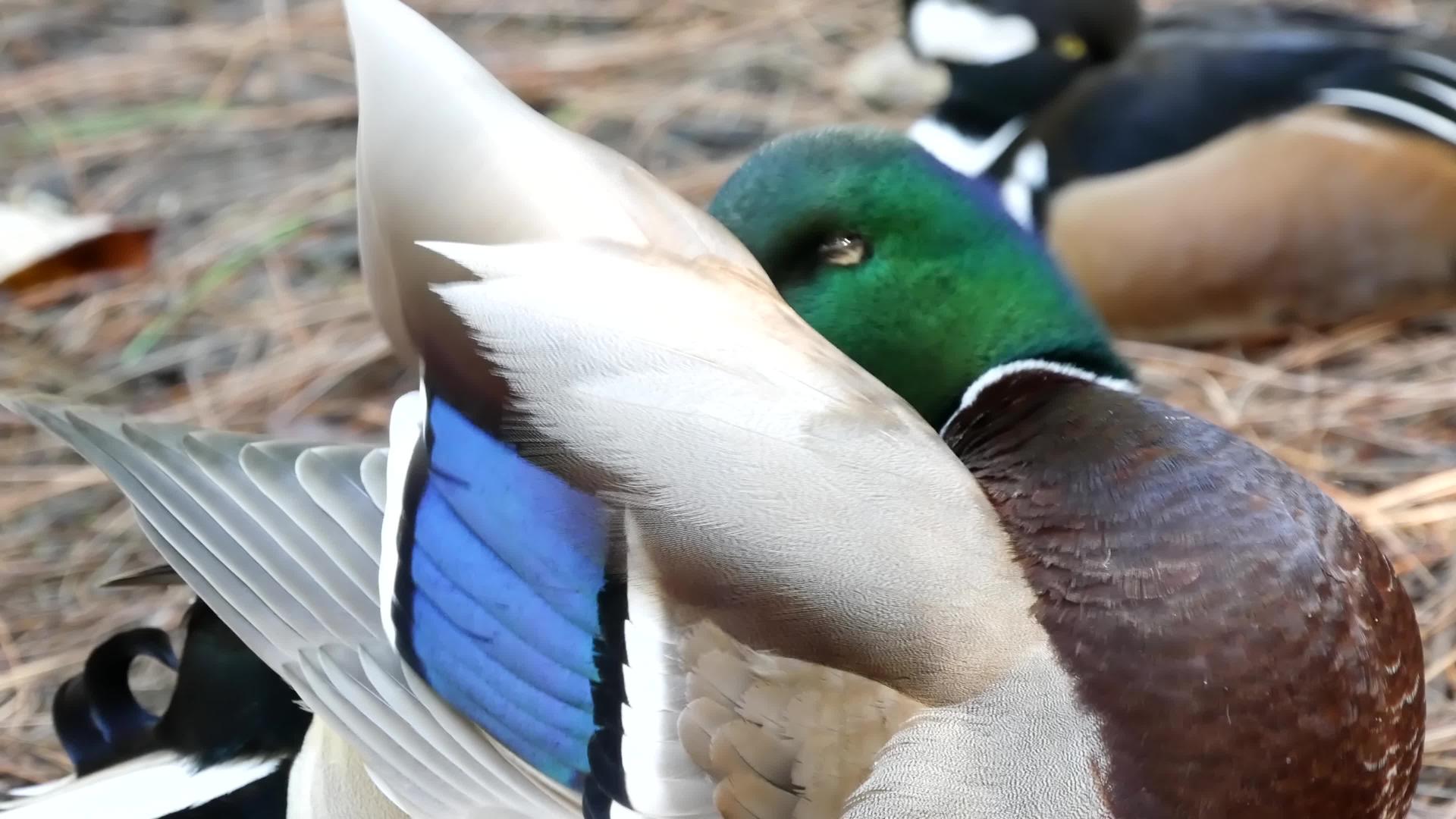 自然栖息地的野鸭视频的预览图