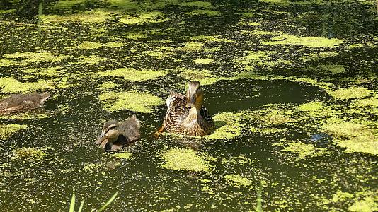 鸭子和鸭子在德国的一个池塘里视频的预览图