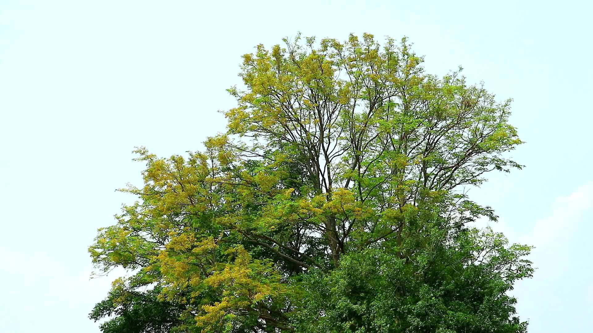 牙刷树刺灌木黄开花视频的预览图