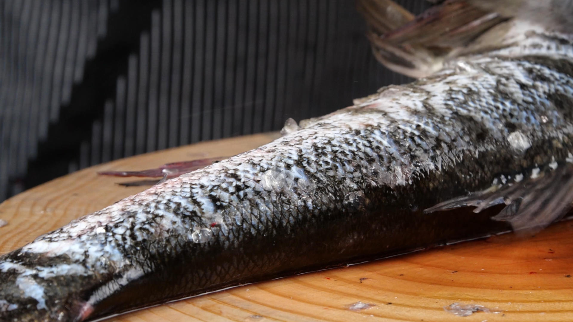4K厨师现杀活鱼杀鱼去鱼鳞处理食材视频的预览图