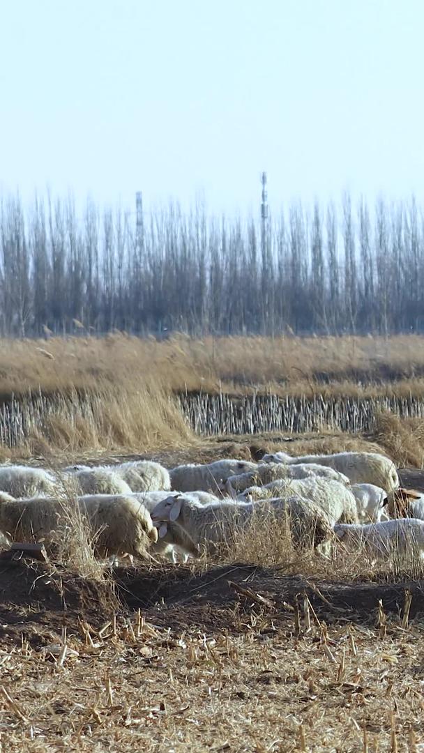 内蒙古牧区牧羊人放牧场景多角度拍摄视频的预览图